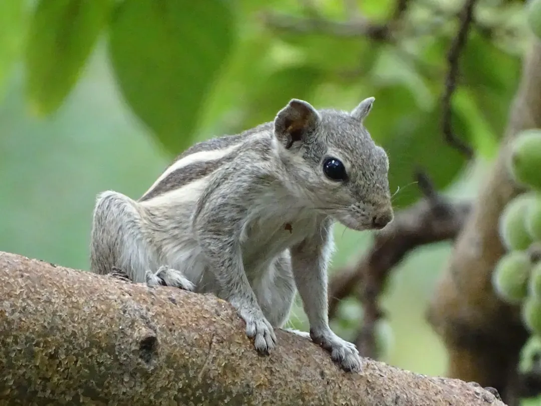 Kaibab Squirrel: The Tufted-Ear Resident of the Grand Canyon (Image Credits: Unsplash)