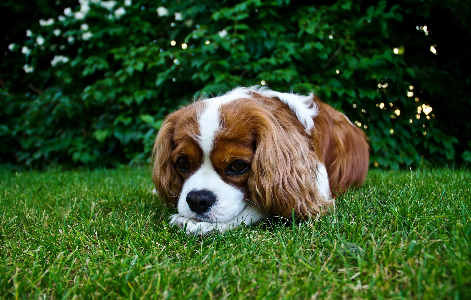 #20 - Cavalier King Charles Spaniel: Sweet, Soft, and Sofa-Ready (By Filip B, CC BY-SA 3.0)