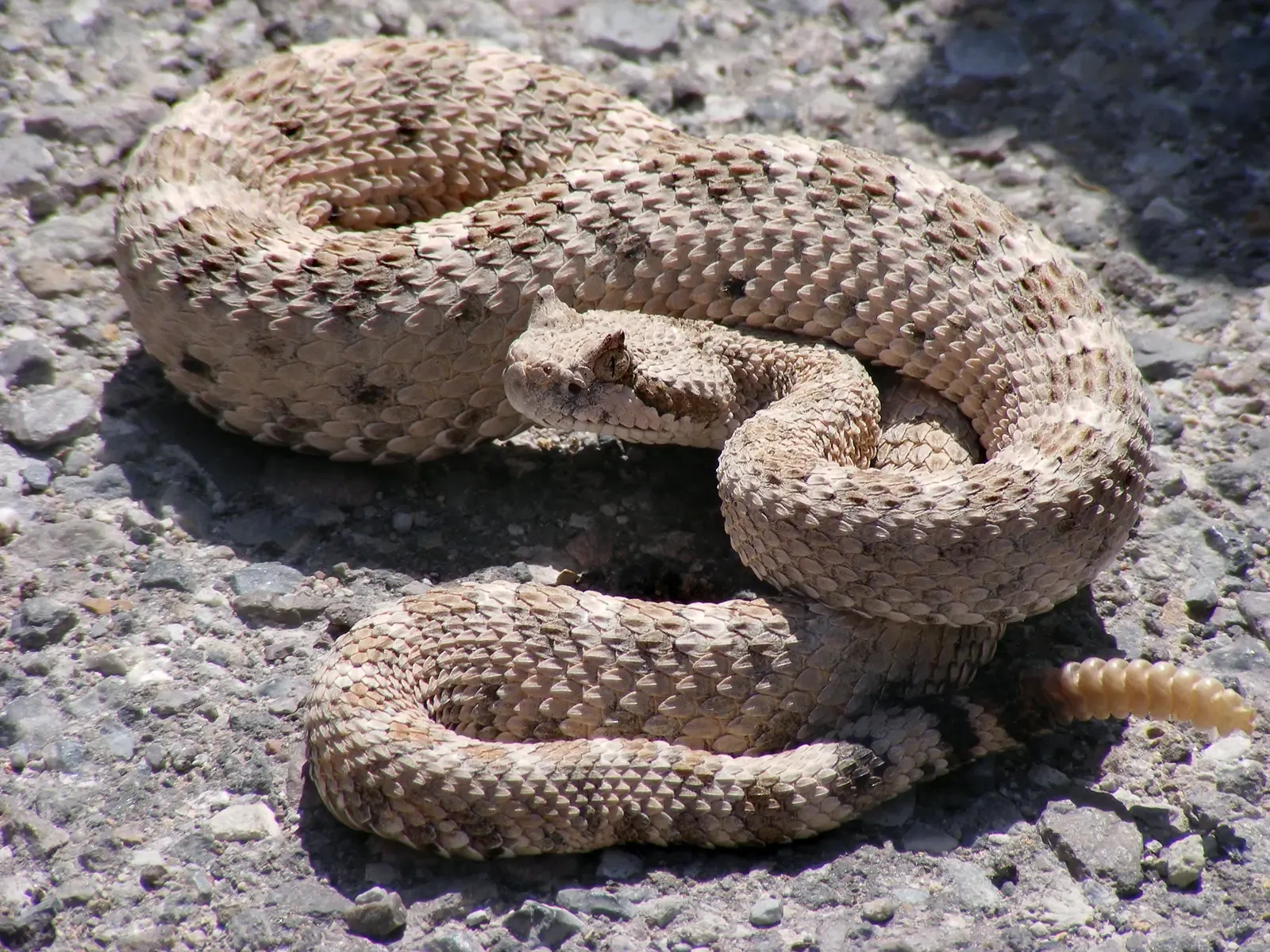 4. The Sidewinder Rattlesnake's Sand-Surfing Locomotion (Image Credits: Wikimedia)