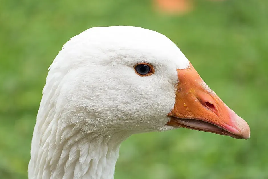 Introduction (Image Credits: Pexels)