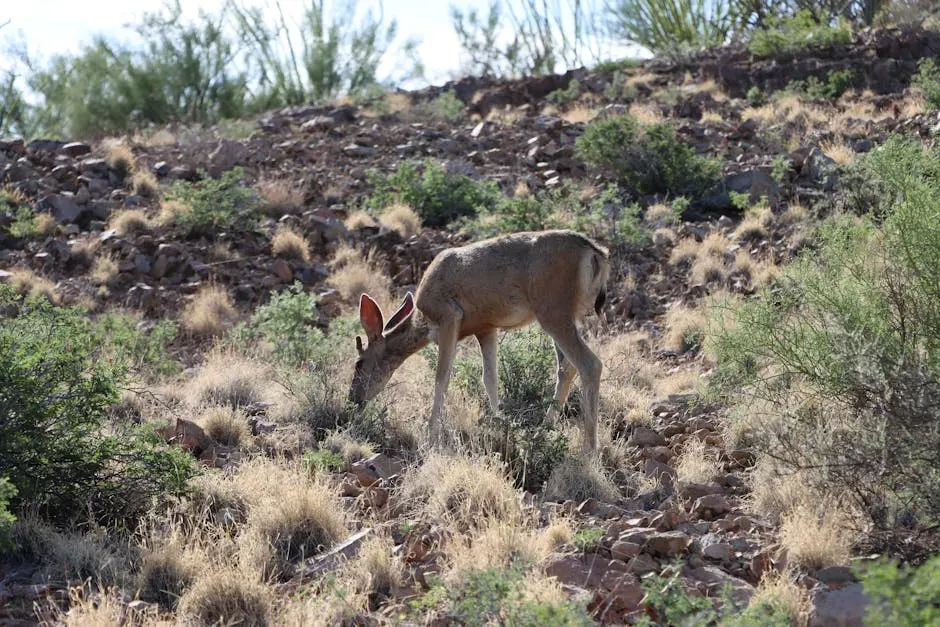 Protecting Southwest Wonders (Image Credits: Pexels)