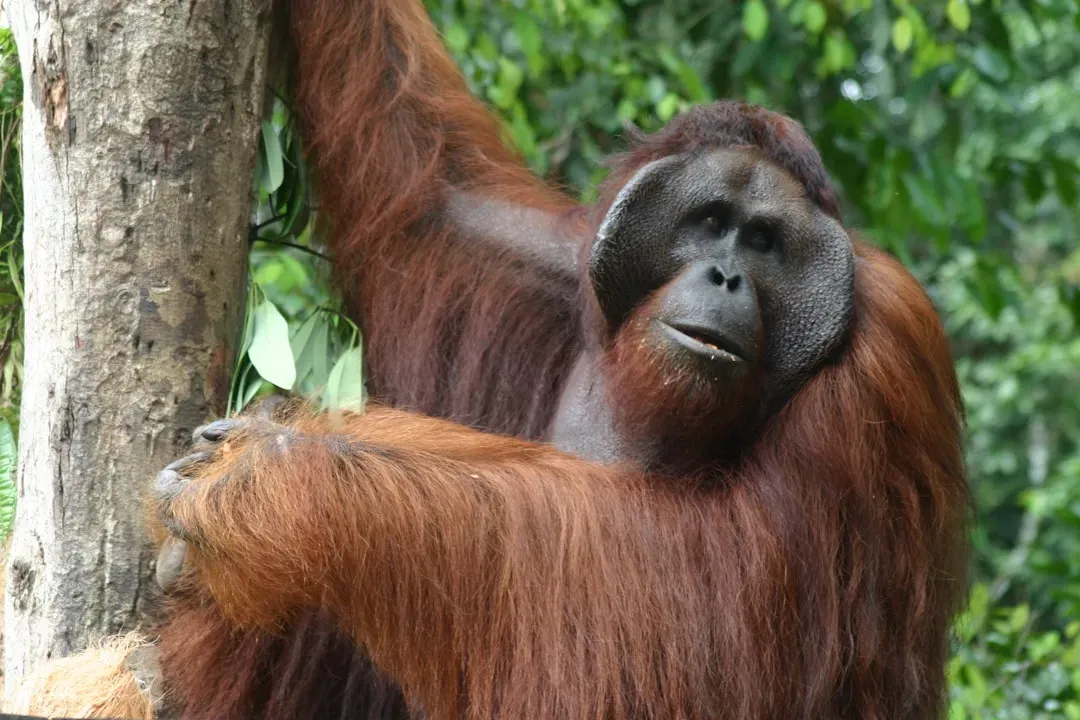 Orangutans: The Solitary Laughers (Image Credits: Unsplash)