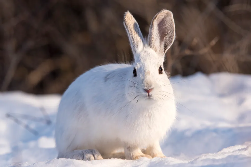 2. Oversized Snowshoe Feet That Turn Deep Snow Into an Escape Route (davejdoe, Flickr, CC BY 2.0)