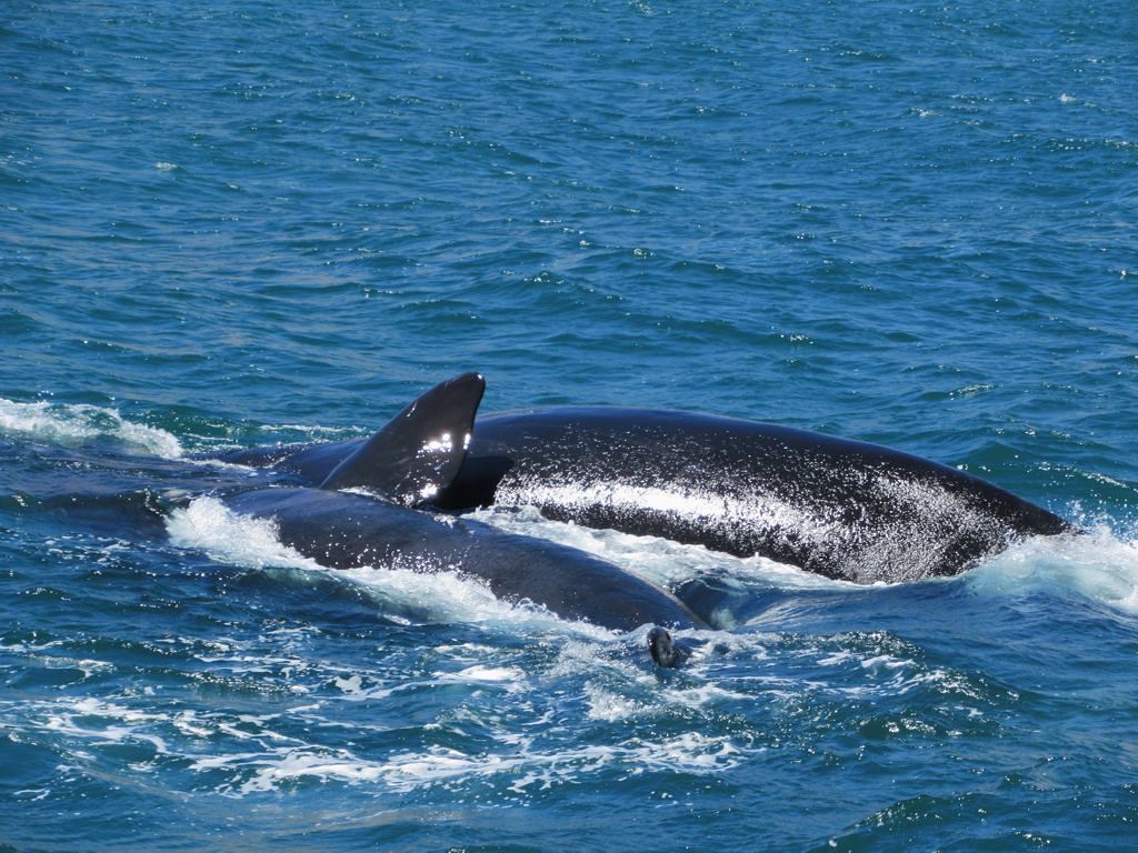 North Atlantic Right Whales: Ocean Giants Defying the Odds (Image Credits: Flickr)