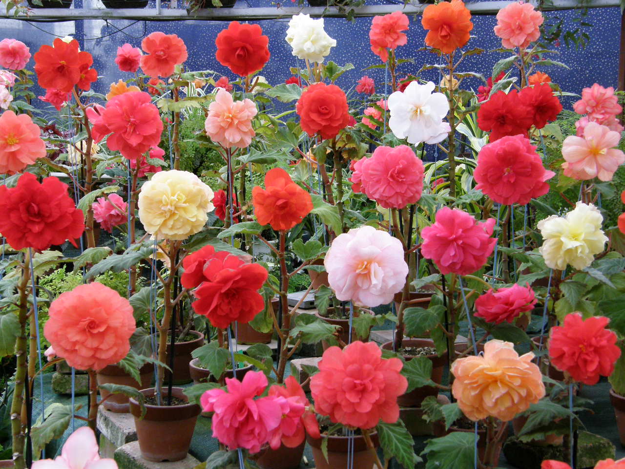3. Begonias - The Delicate Beauties (Image Credits: Wikimedia)