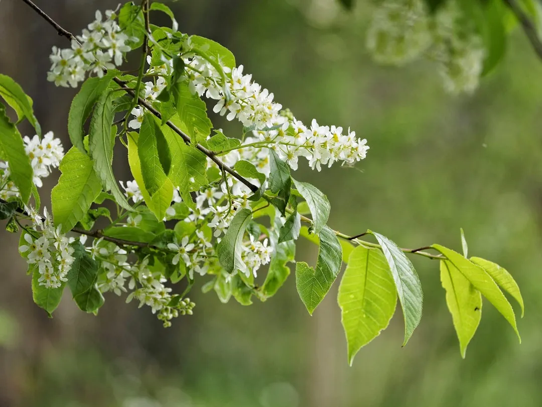 #10 - Hackberry Is the Overlooked Tree That Feeds Birds All Winter Long (Image Credits: Unsplash)