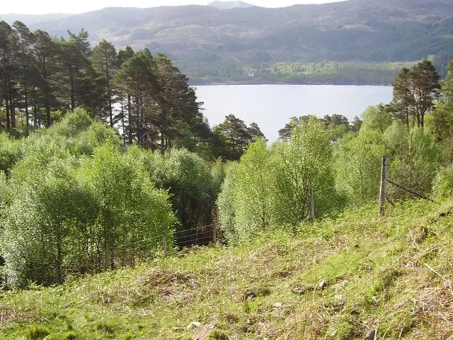 How Vegetation Came Back From the Dead (Image Credits: Wikimedia)
