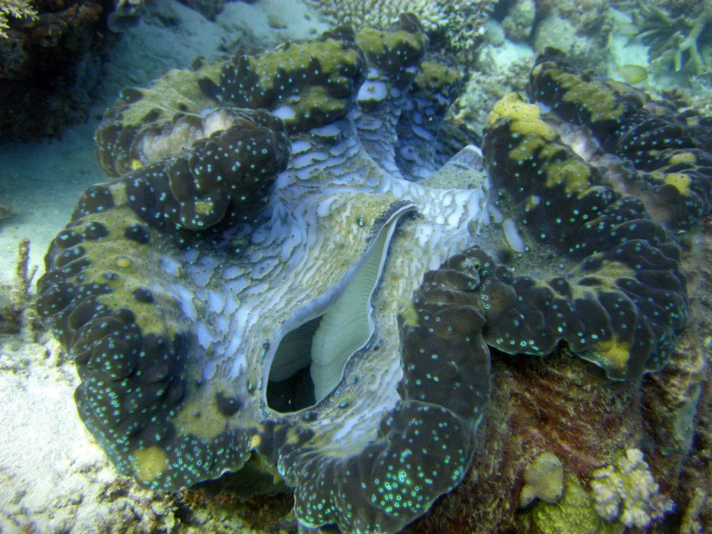 They Are Hermaphrodites with a Twist (mattk1979, Flickr, CC BY-SA 2.0)
