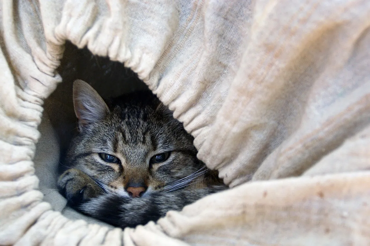 #14 - Seeking New, Unusual Spots That Feel Like "Hiding Places" (Image Credits: Pixabay)