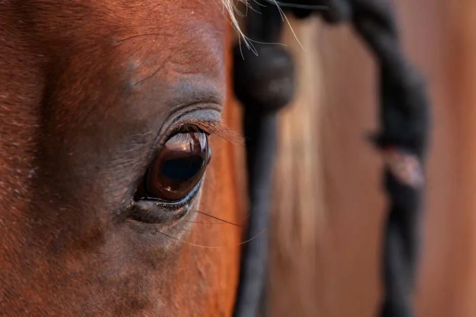 #11 - A Subtle Change in Eye Expression (Image Credits: Pexels)