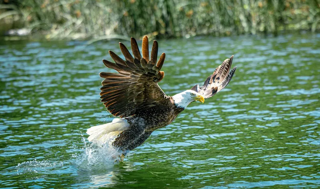 9. Epic Takedowns of Monster Fish (Image Credits: Unsplash)