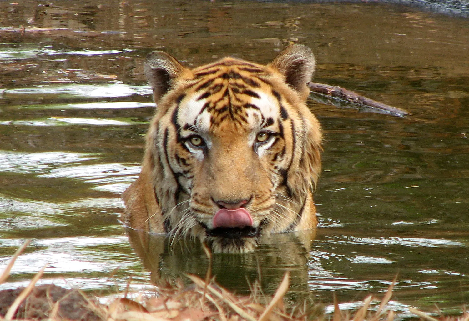 Pisces: The Intuitive Dreamer (Watering hole, CC BY 2.0)