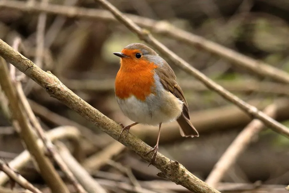 #12 - They Start Exploring New Corners of the Garden While You're Right There (Image Credits: Pexels)