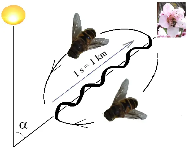 What Exactly Is the Waggle Dance? (CC BY-SA 3.0)