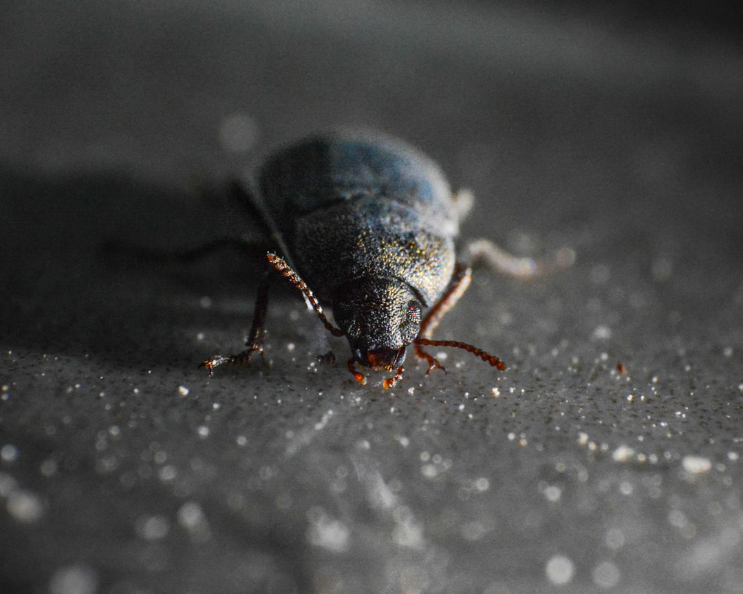 Squash Bugs: Rapid Killers of Cucurbit Crops (Image Credits: Unsplash)