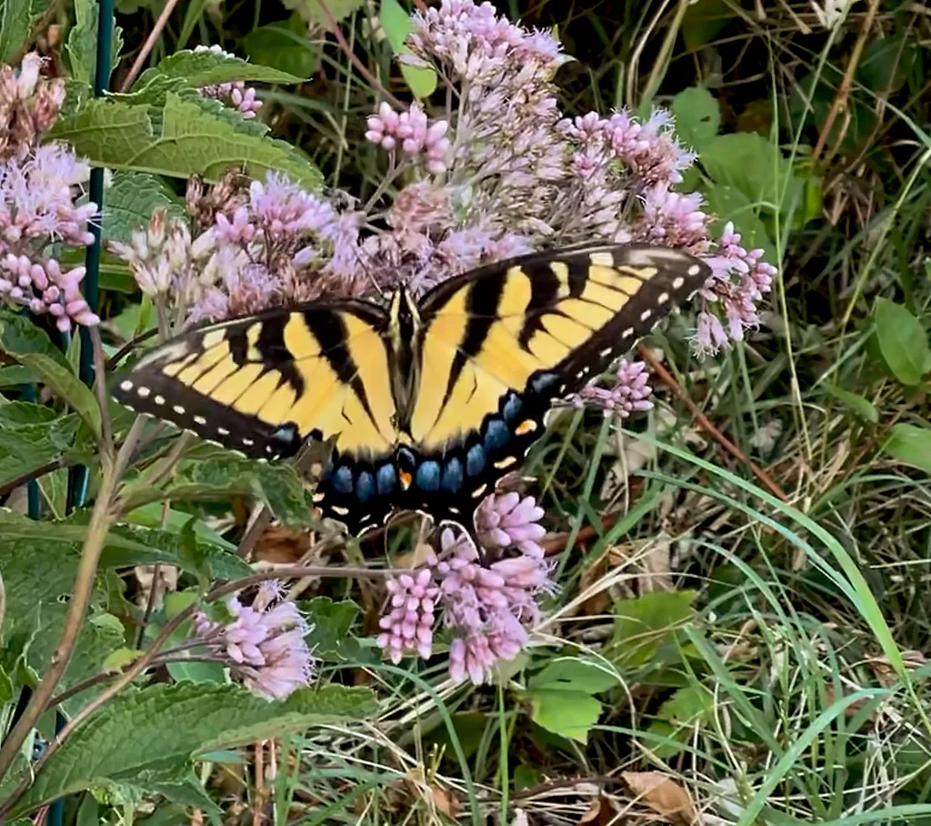 #5 - Joe Pye Weed: The Monarch Magnet Disguised as a Shrub (krossbow, Flickr, CC BY 2.0)