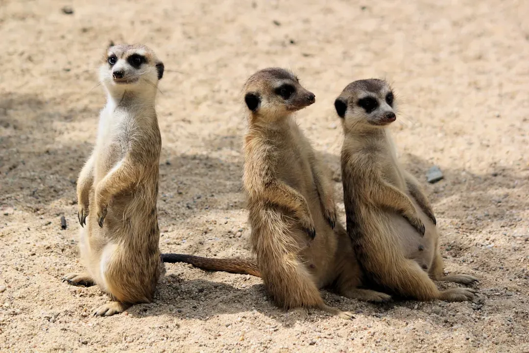 #6 Virgo (August 23 &ndash; September 22): The Meerkat (Image Credits: Unsplash)