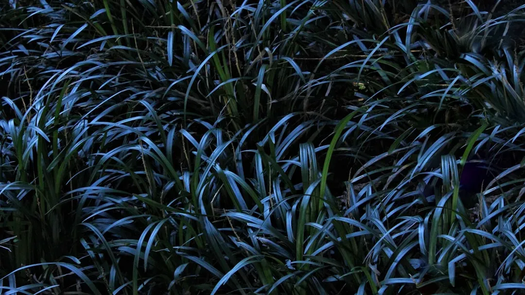 Little Bluestem (Schizachyrium scoparium) (Image Credits: Unsplash)