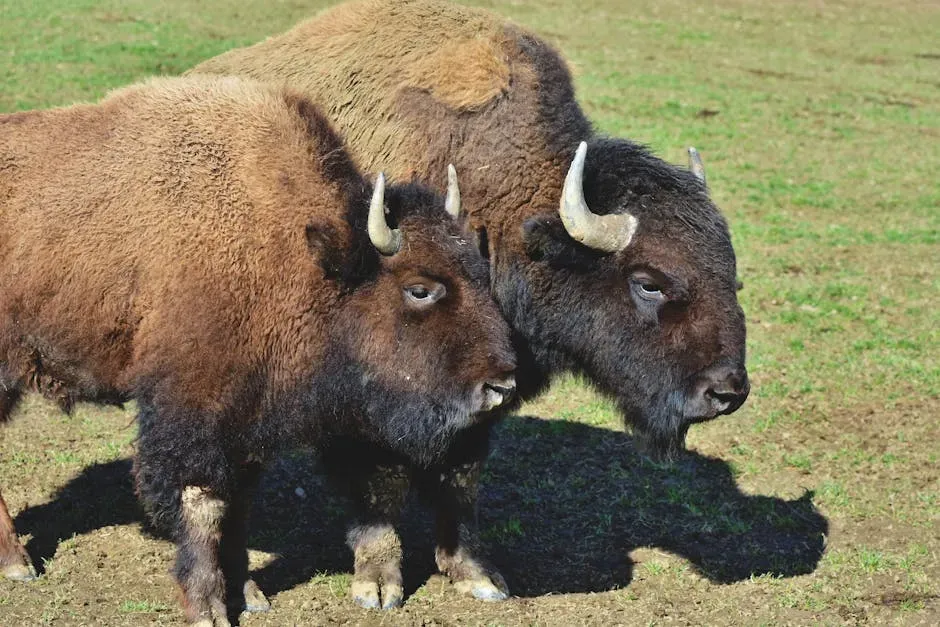The Long Road Back: From 500 Animals to a Slow-Growing Recovery (Image Credits: Pexels)