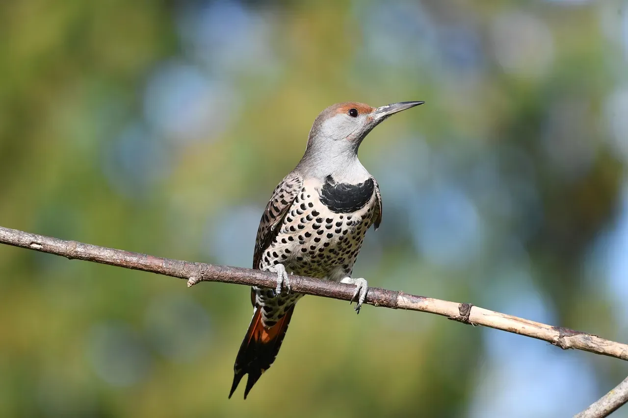 6. The Northern Flicker: The Rule-Breaker of the Family (Image Credits: Pixabay)