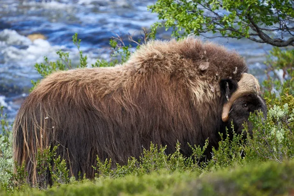 4. The Musk Ox: Living Armor From the Ice Age (Image Credits: Pexels)
