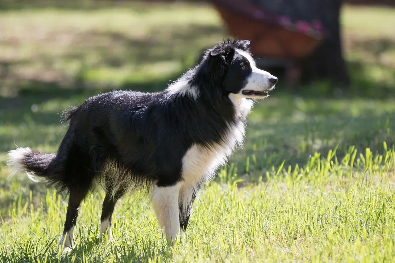 2. Border Collie (Image Credits: Pixabay)