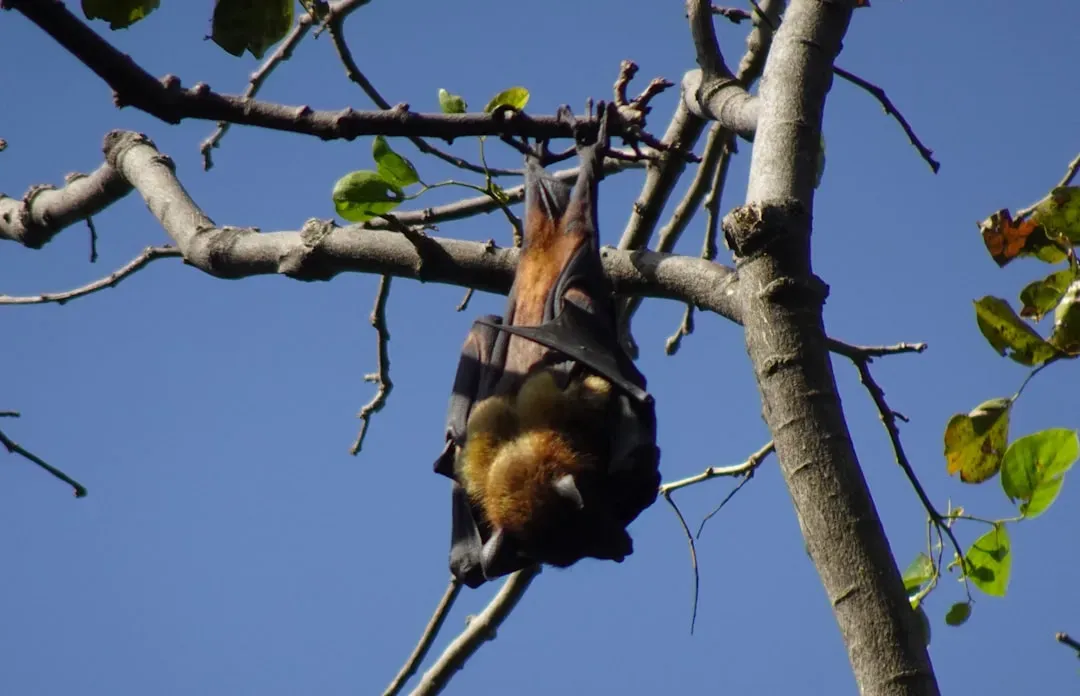 13. Hawaiian Hoary Bat (Image Credits: Unsplash)