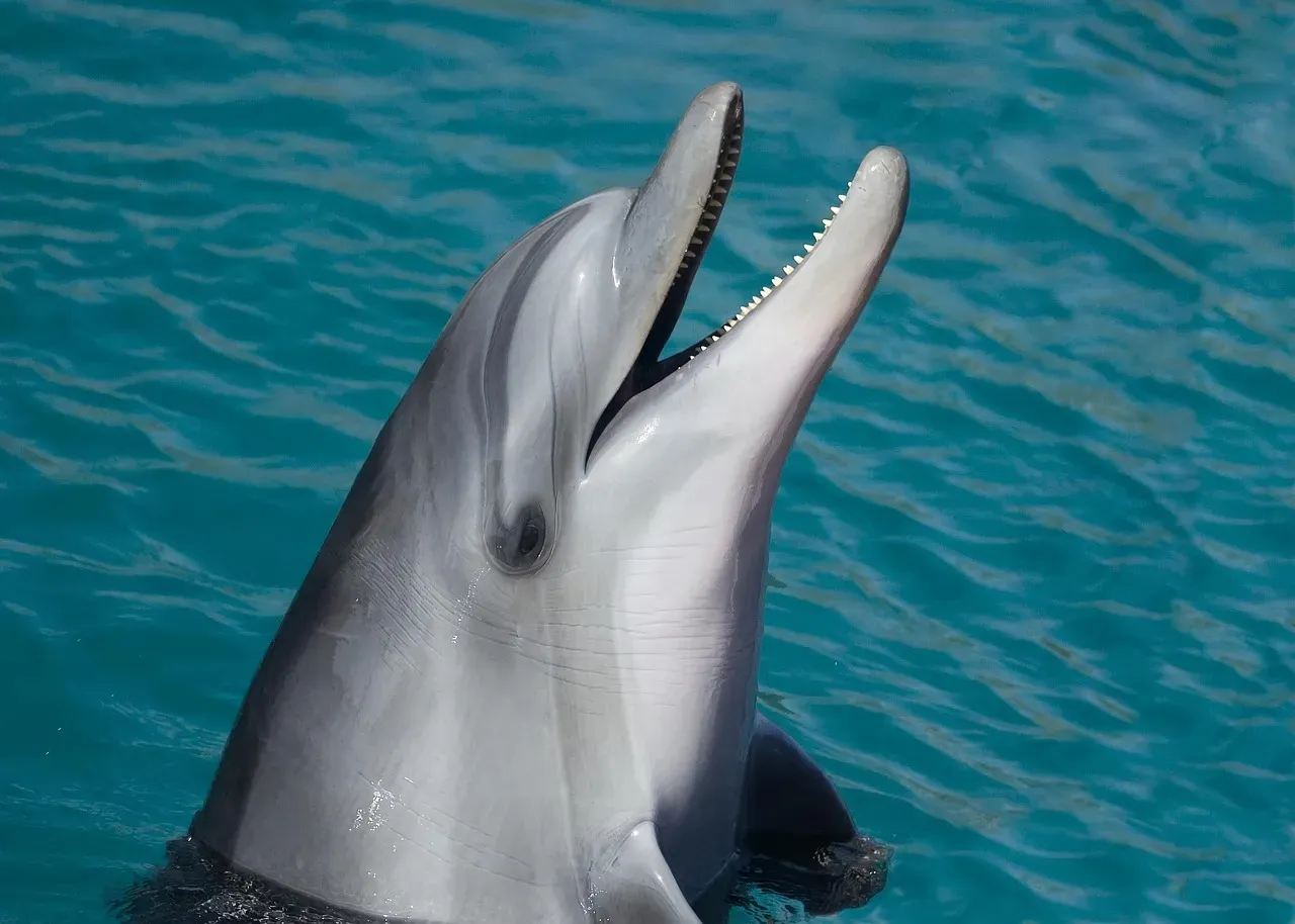 Birth Number 3: The Playful Dolphin (Image Credits: Pixabay)