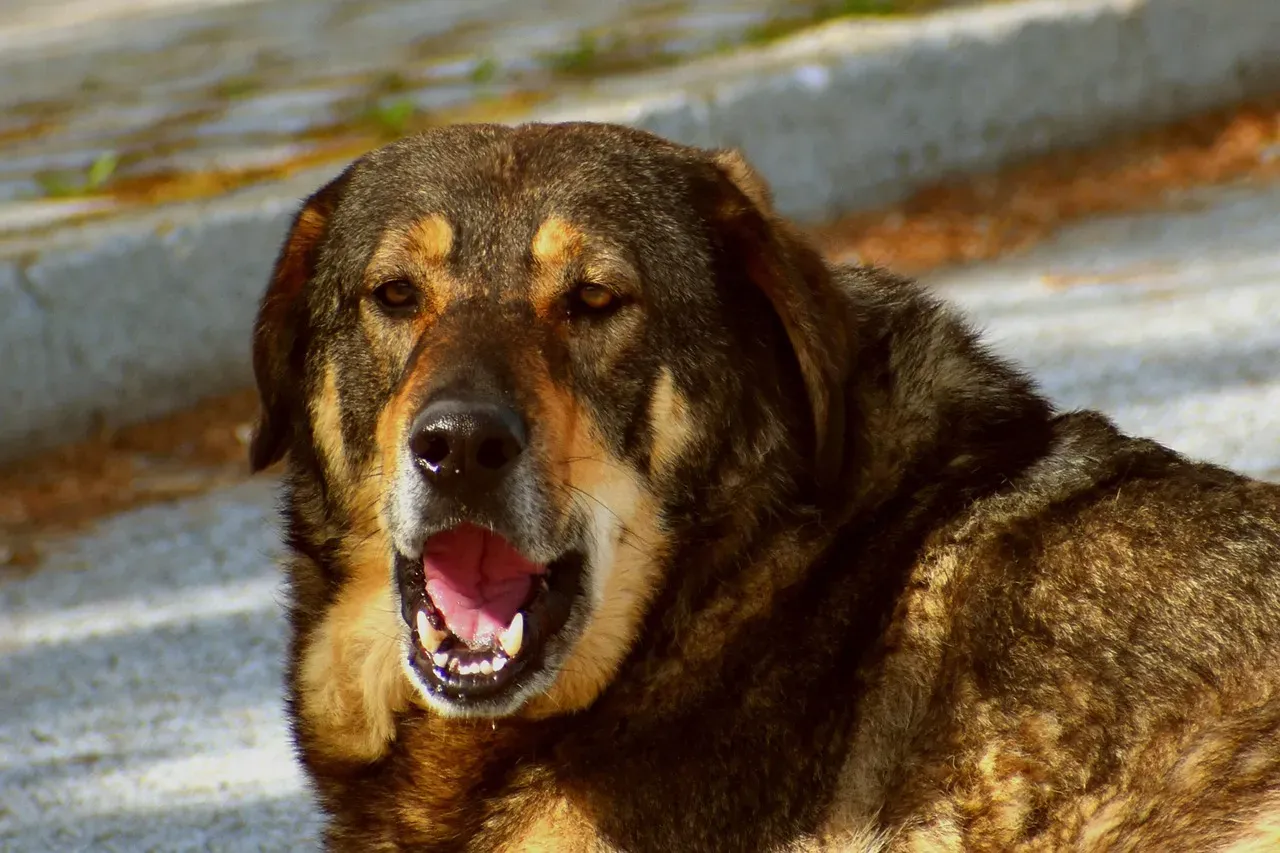 8. Territorial Instincts Are Kicking In Hard (Image Credits: Pixabay)