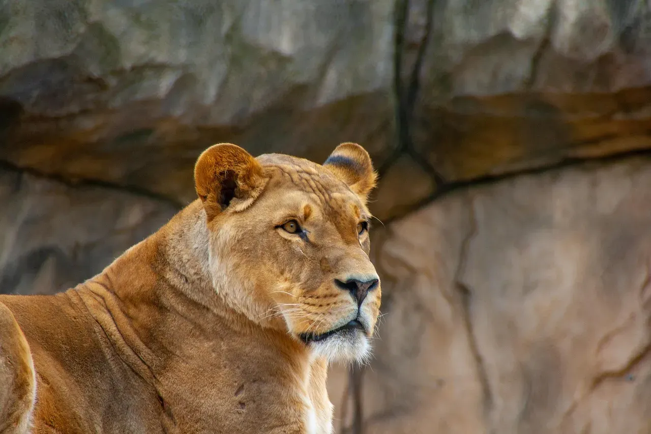 Leo: Fire as Warmth and Radiance (Image Credits: Pixabay)