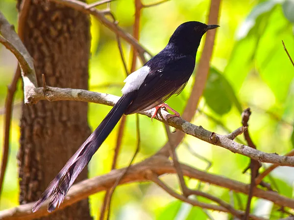 Conclusion: The Hidden Rehearsals Behind Every Dawn Chorus (By Sudipta Nandy, CC BY-SA 4.0)
