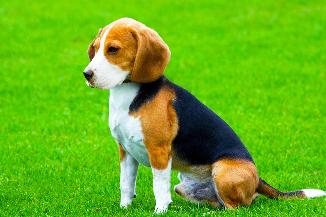 #19 - Beagle (Image Credits: Pixabay)
