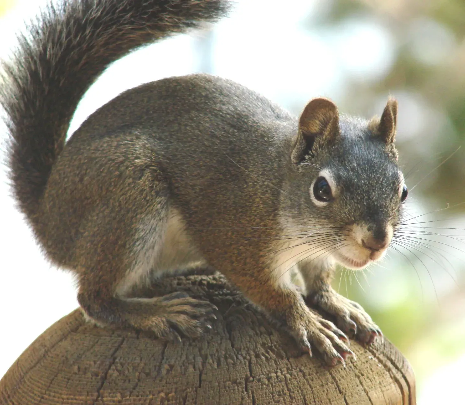 Protecting These Critters: Our Shared Responsibility (Image Credits: Wikimedia)