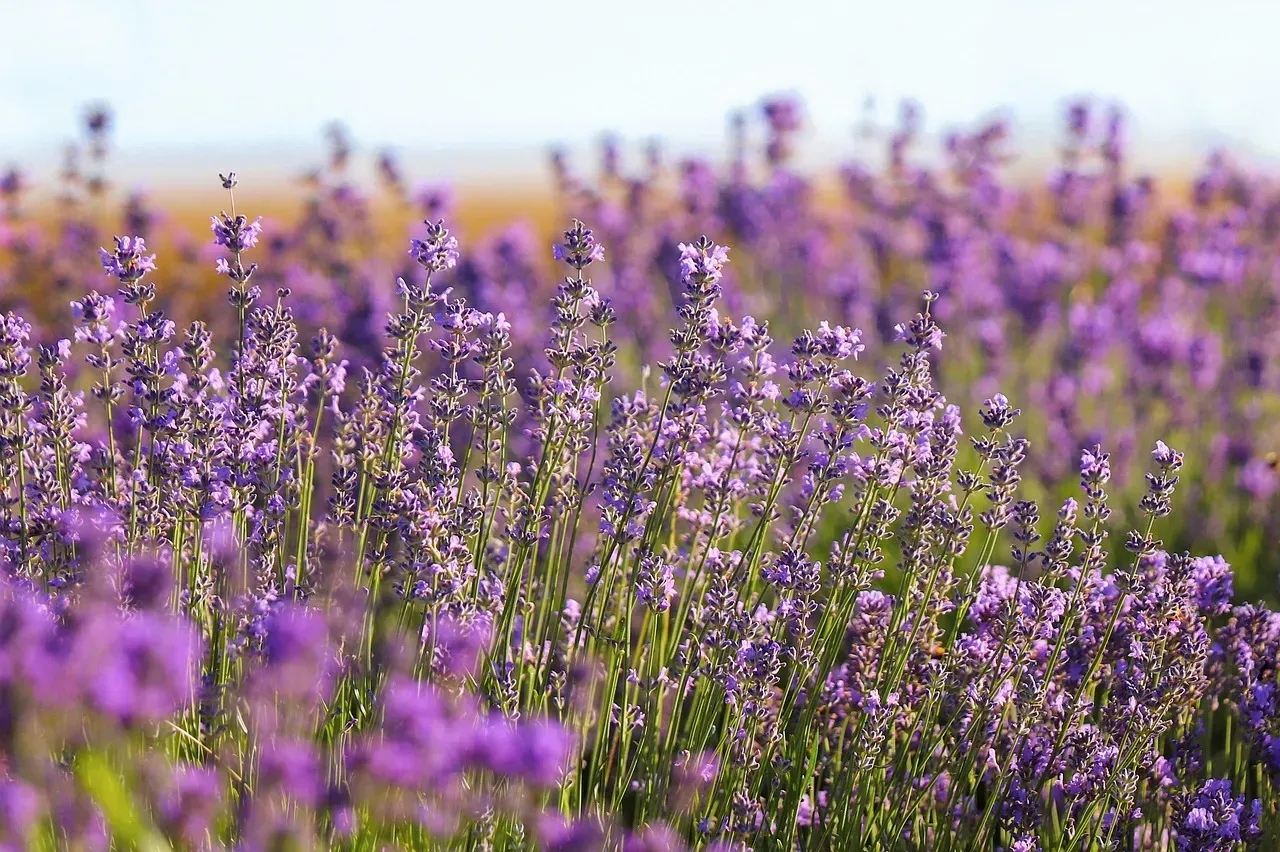 1. Lavender: Fragrant for You, Overwhelming for Rabbits (Image Credits: Pixabay)