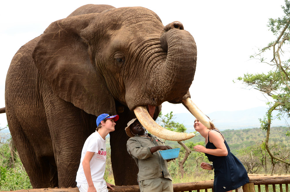 Real Encounters: What Rangers Actually Witness (Image Credits: Flickr)