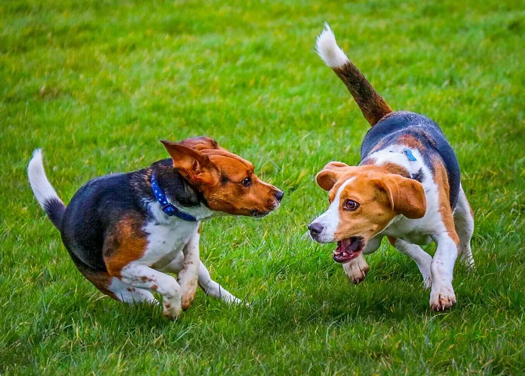 8. Beagle: The Cheerful Hound That Ages Beautifully (Frank Shepherd, Flickr, CC BY-SA 2.0)