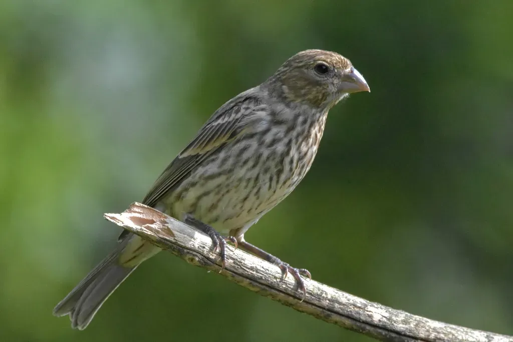 House Finch (Image Credits: Rawpixel)
