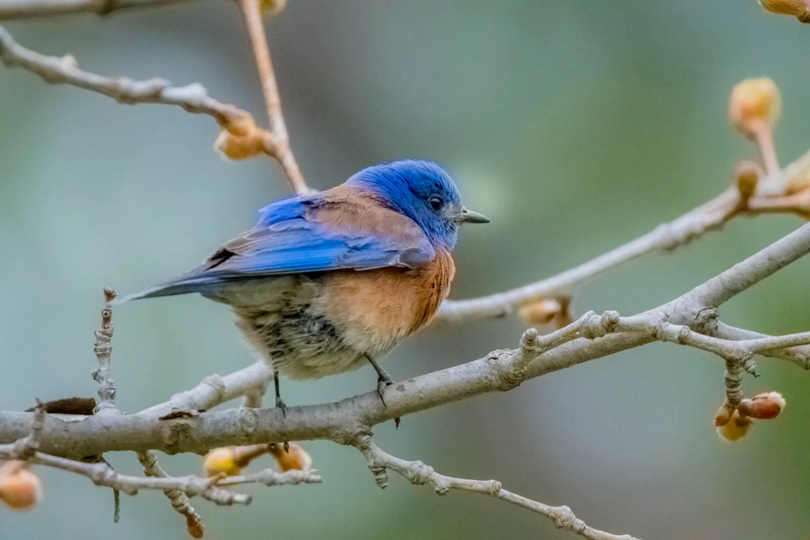 #6 Seasonal Migration or Range Shifts (By Pranav Tadepalli, CC BY-SA 4.0)