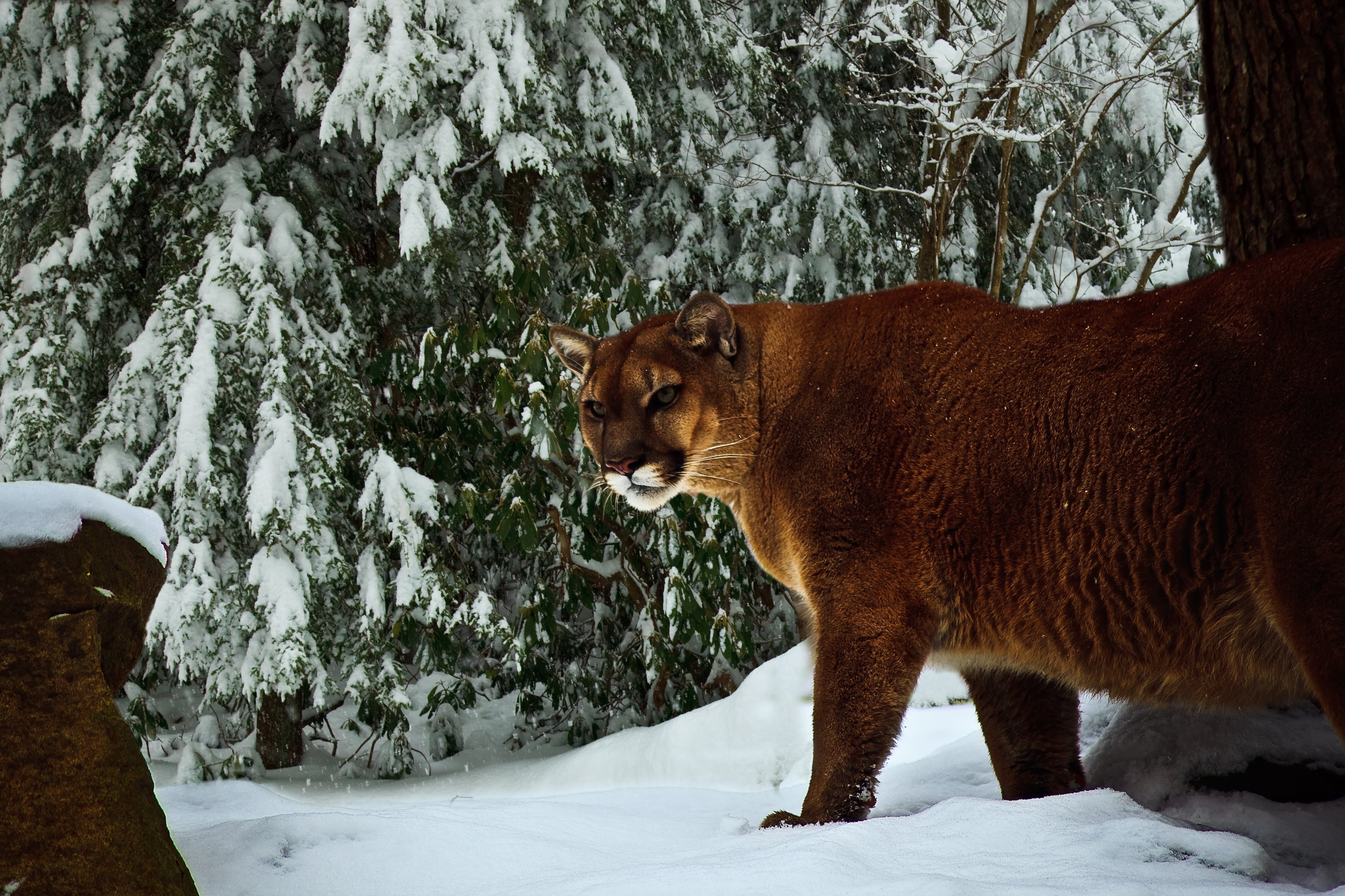 Washington's Cascade Wilderness (Image Credits: Wikimedia)