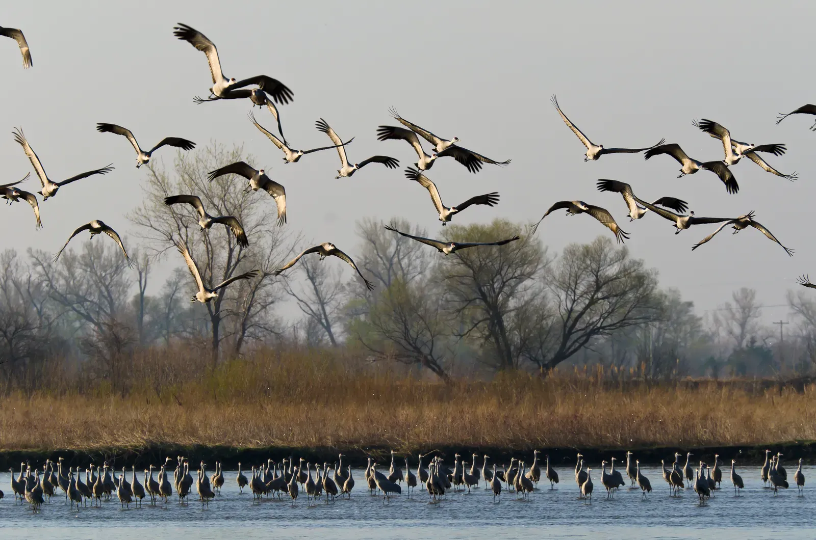 Sandhill Cranes Gather Along the Platte River (Image Credits: Wikimedia)