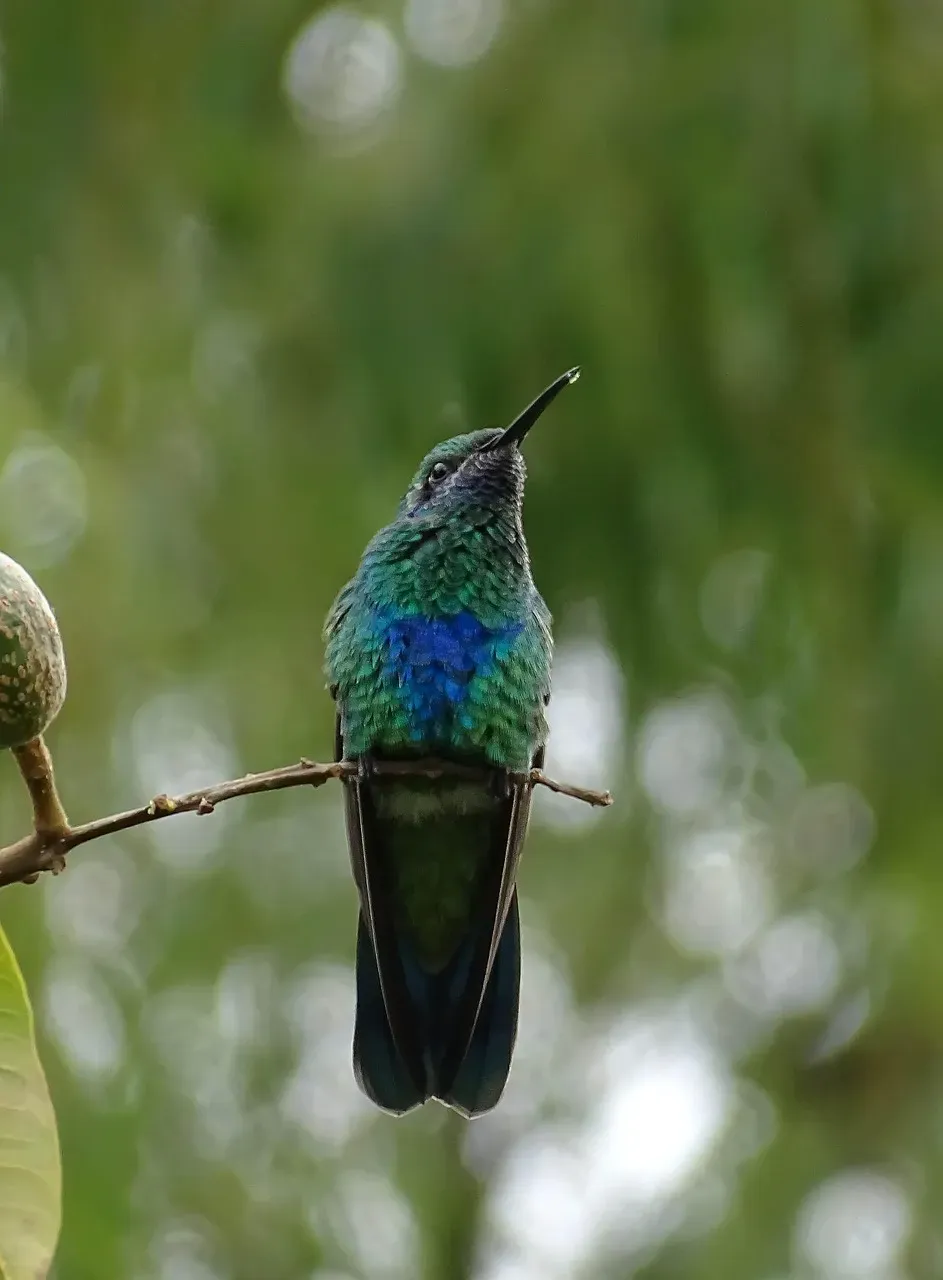 #11 - They Drink Sap and Compete With Woodpeckers for It (Image Credits: Pixabay)