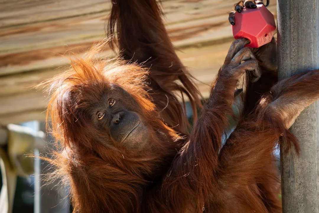 #14 &ndash; Total Indifference to New Toys, Scents, or Enrichment (Image Credits: Unsplash)