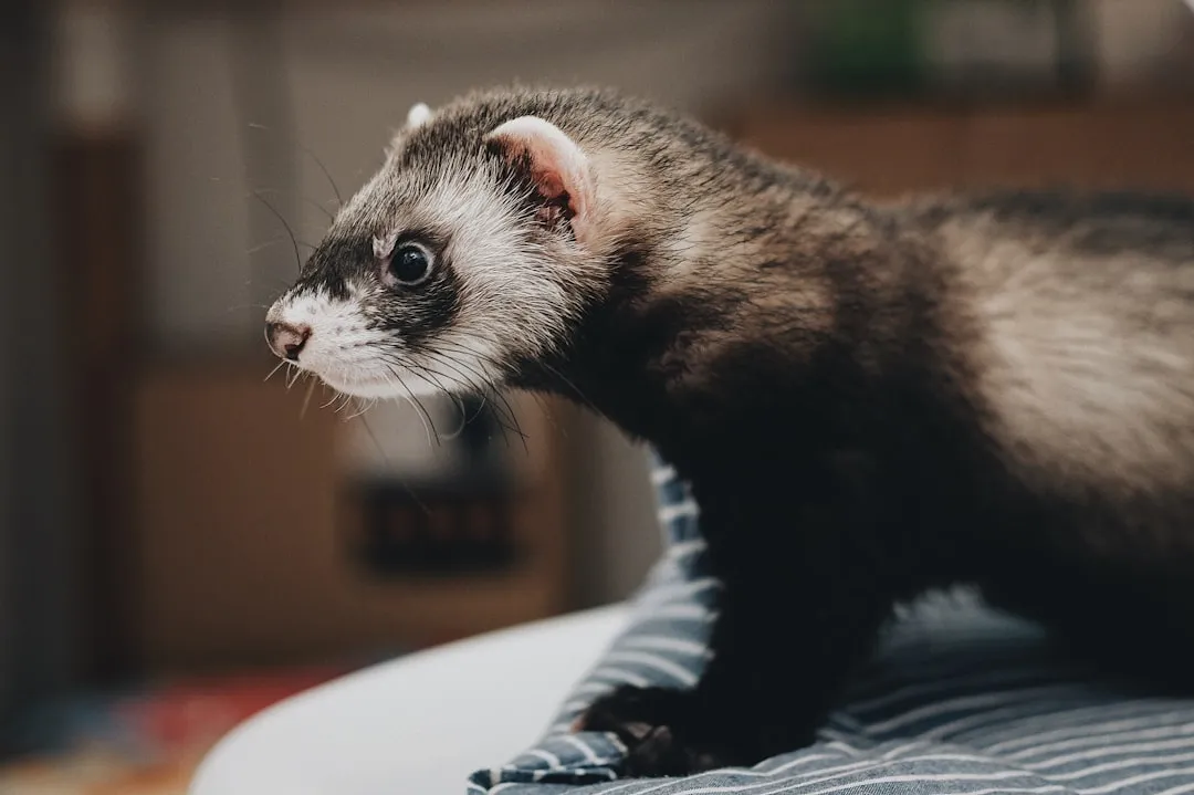 #12: Ferrets - The Chaos Agent With a Favorite Human (Image Credits: Unsplash)