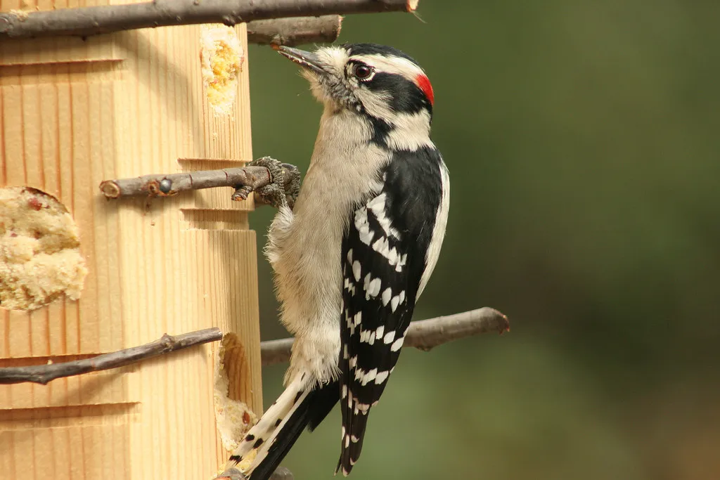 4. Downy Woodpecker – Bug Extractor To Suet And Seed Specialist (Indiana Ivy Nature Photographer, Flickr, CC BY 2.0)