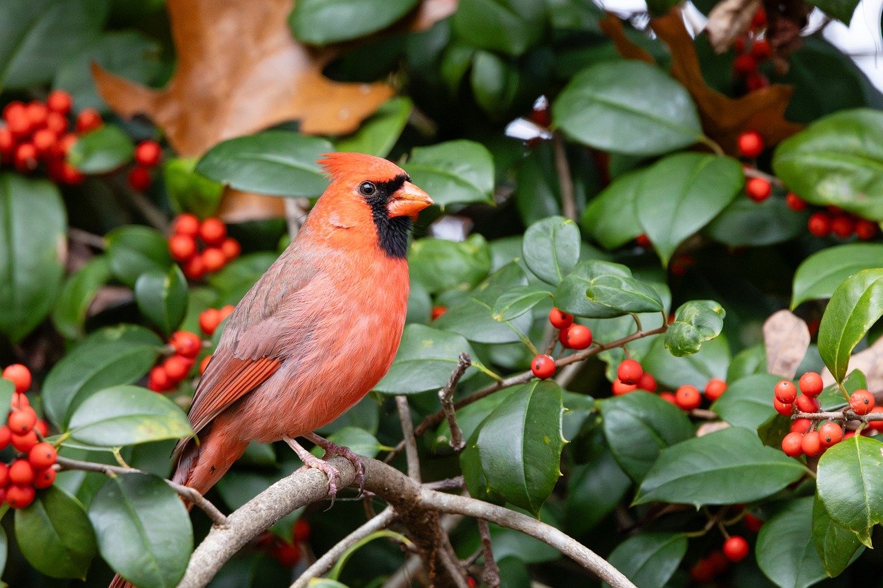 Add Berry-Producing Plants (Image Credits: Pixabay)