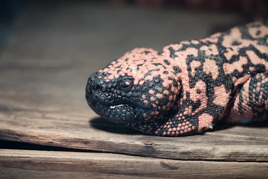 Aquarius (January 20 &ndash; February 18): The Gila Monster (Eric Kilby, Flickr, CC BY-SA 2.0)