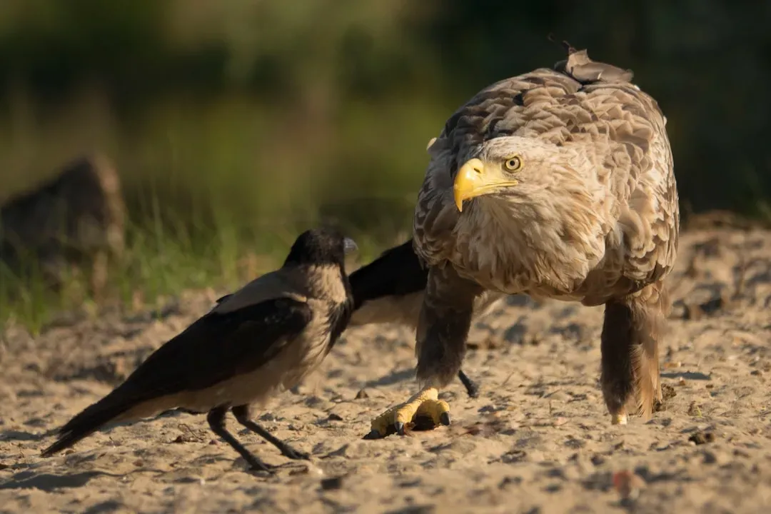 2. Mobbing: When Small Birds Gang Up on a Predator (Image Credits: Unsplash)