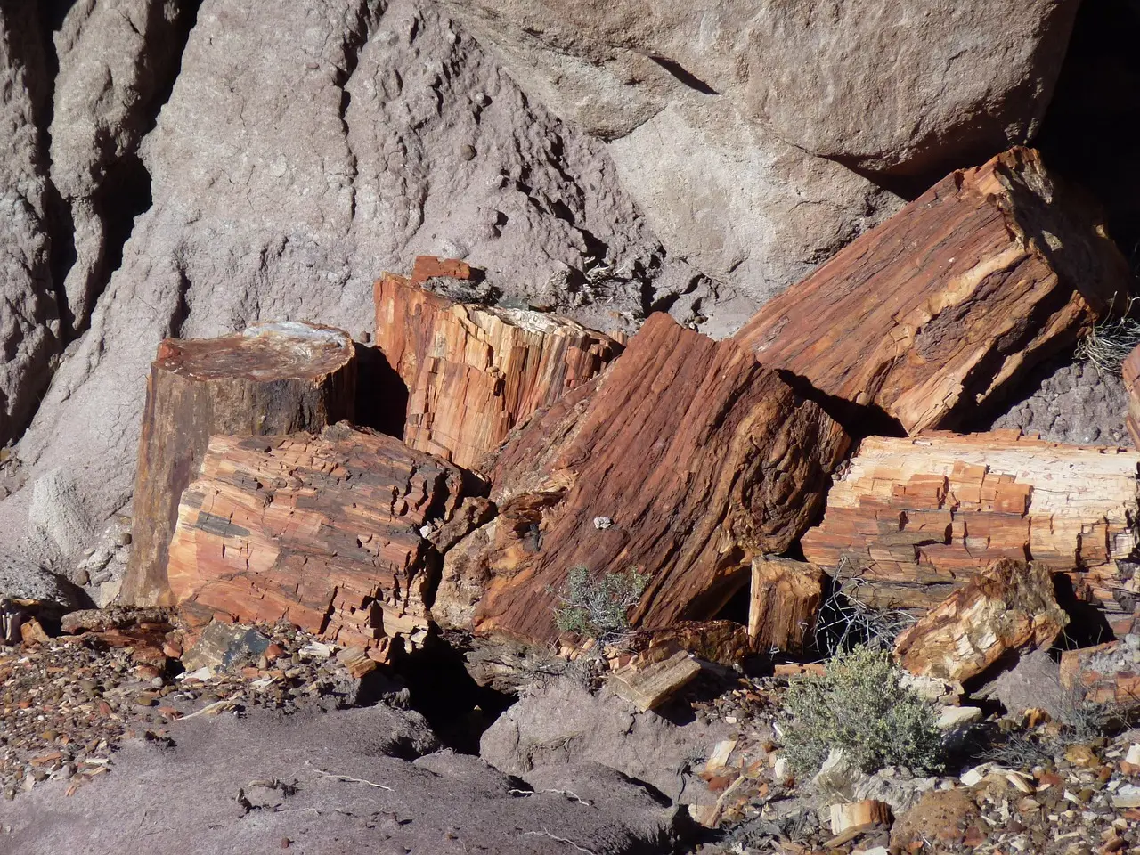4. Petrification is a race against decay &ndash; and these trees won (Image Credits: Pixabay)