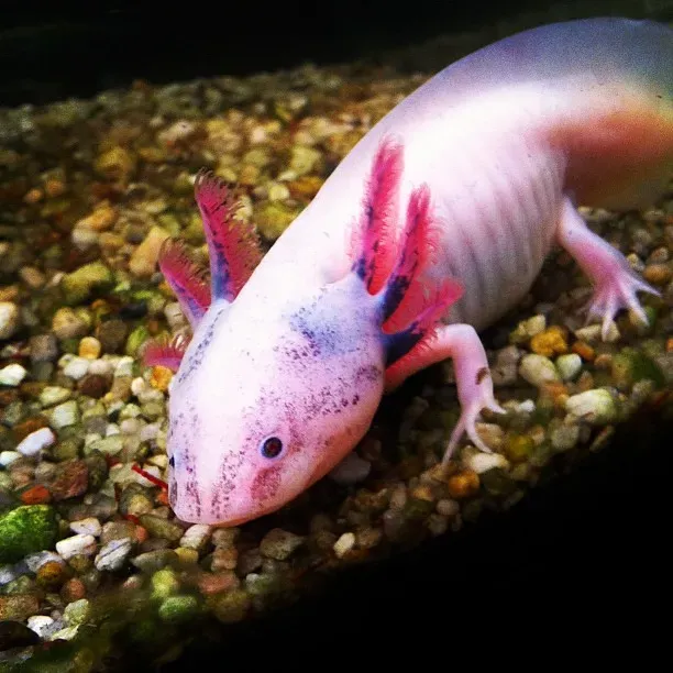 Axolotls (Image Credits: Flickr)
