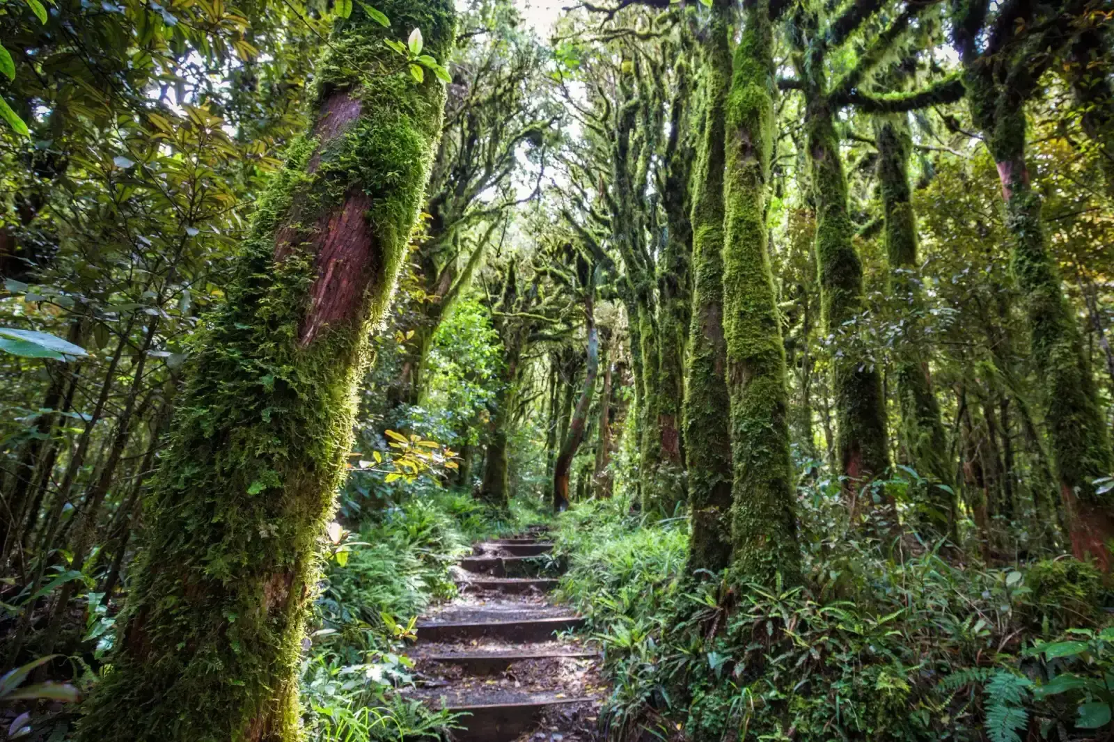 Goblin Forest: New Zealand's Mossy Realm (Image Credits: Goblin Forest : Reddit)